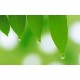Drops Drops